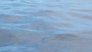 Тенерифе - Лос Гигантес, дельфины и киты | prianikov.ru