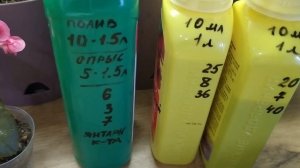 Бегония элатиор . Грунт,черенкование,удобрения.