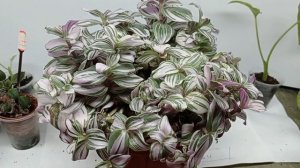 Tradescantia fluminensis 'Tricolor' уход и размножение