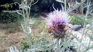 Расторопша - как применить