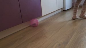 Хомяк/Какое животное купить ребенку/как ухаживать за хомяком/ наше первое животное!