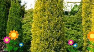 Можжевельник обыкновенный Голд кон. Краткий обзор, описание juniperus communis Gold Cone