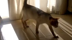Египетская кошка