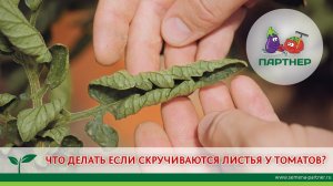 ЧТО ДЕЛАТЬ ЕСЛИ СКРУЧИВАЮТСЯ ЛИСТЬЯ У ТОМАТОВ