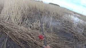 КАРАСЬ сошёл с ума  (озеро ПУКТЫШ)