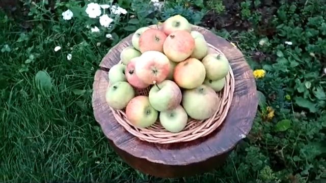 Летние сорта яблони урожая 2020 года смотреть онлайн