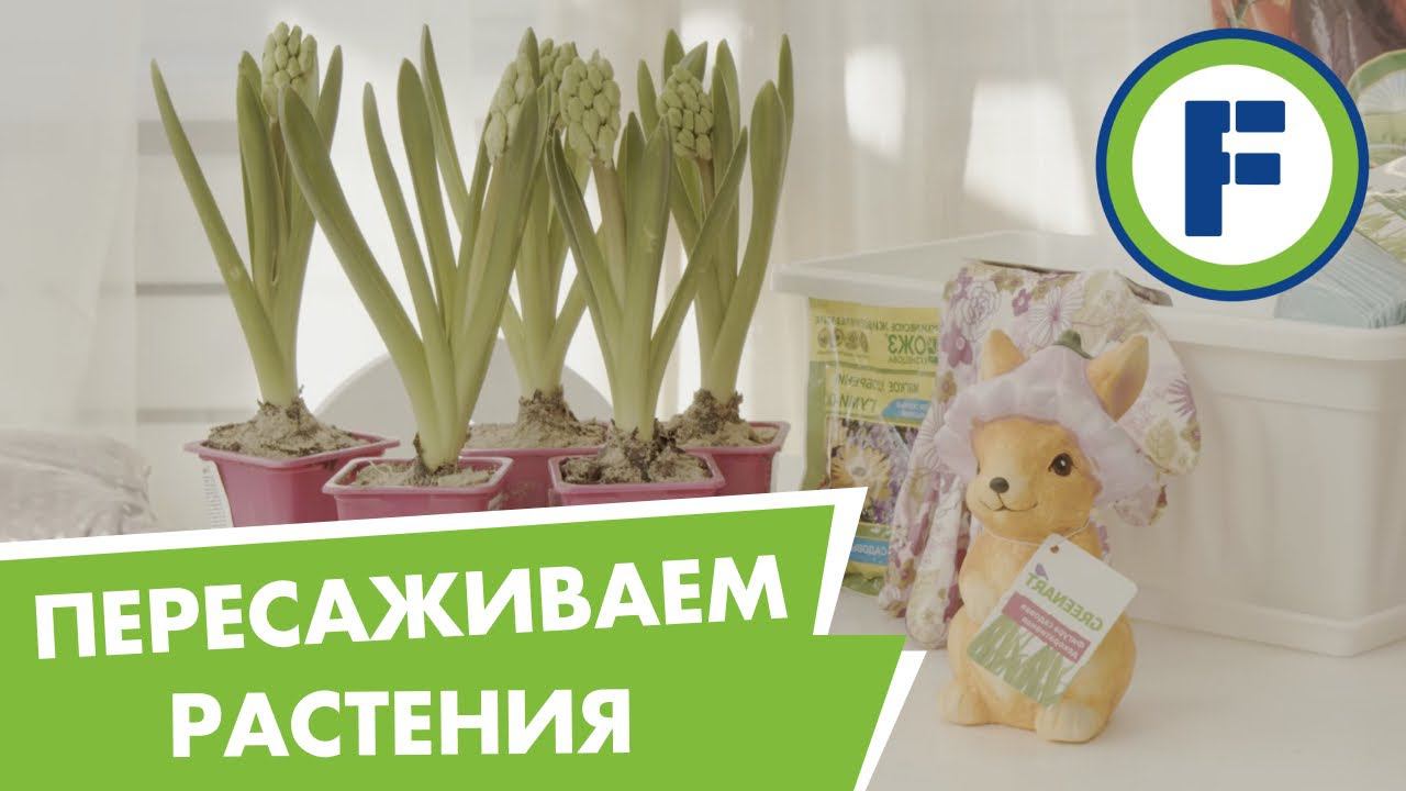Пересадка цветов на лоджии. Делаем балкон мечты с товарами из Fix Price