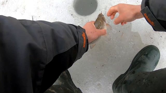 РЫБАЛКА НА САЗАНА ЭТО НАДО УВИДЕТЬ ЛОВЛЯ САЗАНА НА УДОЧКУ С БОКОВЫМ КИВКОМ дикий сазан на дикой рек смотреть онлайн