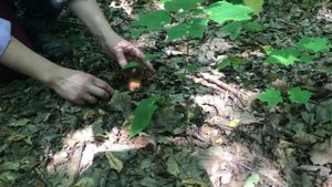 Грибы. Чуть не проглядел красавца