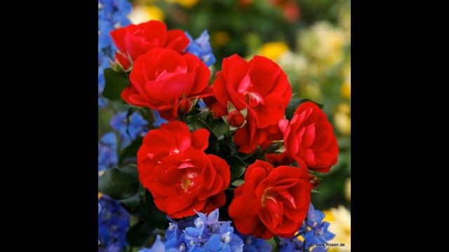 Новости из мира Роз.!! Розы получившие сертификат ADR в 2020г. Кордес Рулит!!! смотреть онлайн