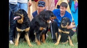 Убийцы волков! Кто из собак может победить волков?