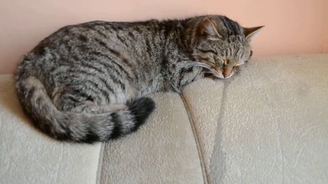 Слюнявый котяра!!!!!! смотреть онлайн