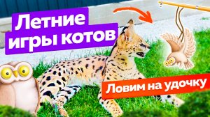 Ловим диких кошек на удочку?? Летние воспоминания?