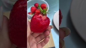 Клубника Джоли. Сладкий итальянский сорт.
