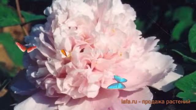 Пион древовидный Лантиан Джей (paeonia suffruticosa) ? обзор: как сажать, саженцы пиона Лантиан Дже смотреть онлайн