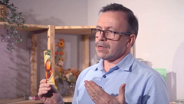 Томат с необычной окраской и идеальной формой плодов