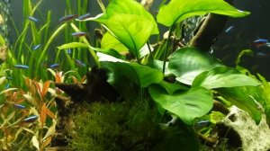 Аквариум JUWEL LIDO 120