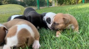 Щенкам Американского стаффордширского терьера от 26.07 уже 2 недели