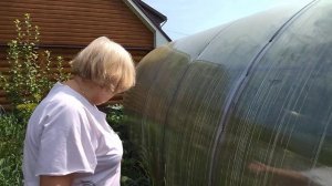 СРАВНИМ? СОРТ КАПУСТЫ "ИЮНЬСКАЯ" И ГИБРИД "ПАРЕЛ"