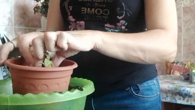 Пикировка Пелоргонии из семян. смотреть онлайн