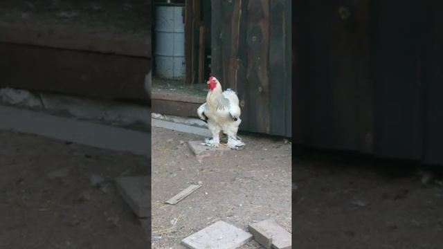 Курица Брама Колумбийская