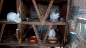 КРОЛИКИ. КАК МЫ КРОЛИКОВ ОТ СОПЛЕЙ ЛЕЧИЛИ