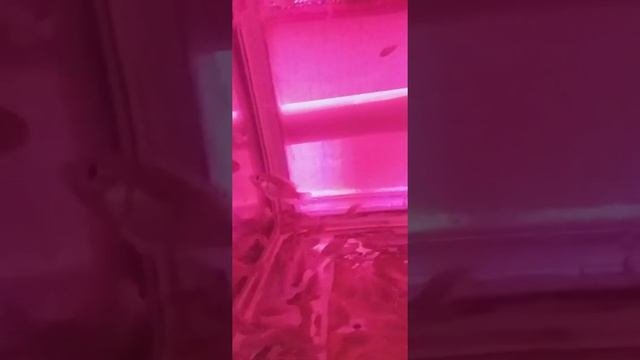 Нильская тиляпия всеядные обжорки.
