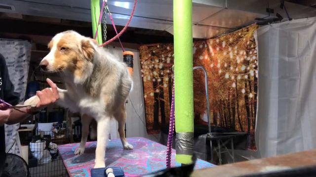 Silly Koda needs attention 😁 смотреть онлайн