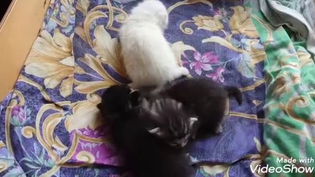 Муся-Пуся снова стала мамой. Покупочки, готовлю. смотреть онлайн