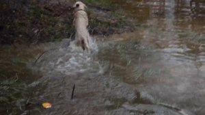 Голден Ретривер плавает