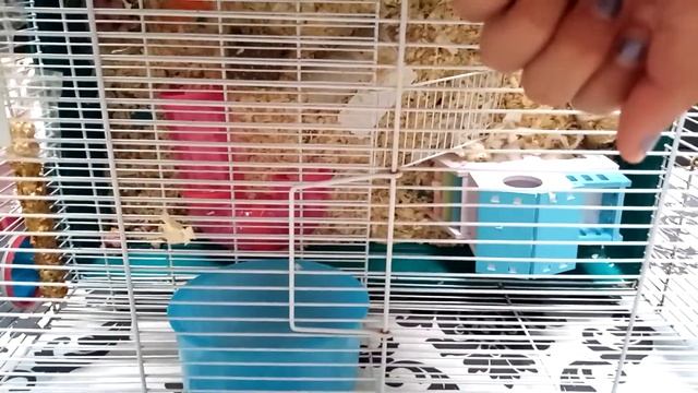 Японская карликовая мышь РОДИЛА?! Обустроила контейнер.Сломалась поилка.Как она у меня появилась?? смотреть онлайн