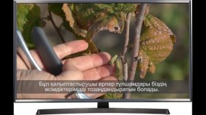 Формировка кроны фундука и грецкого ореха Часть 2(Фундук)