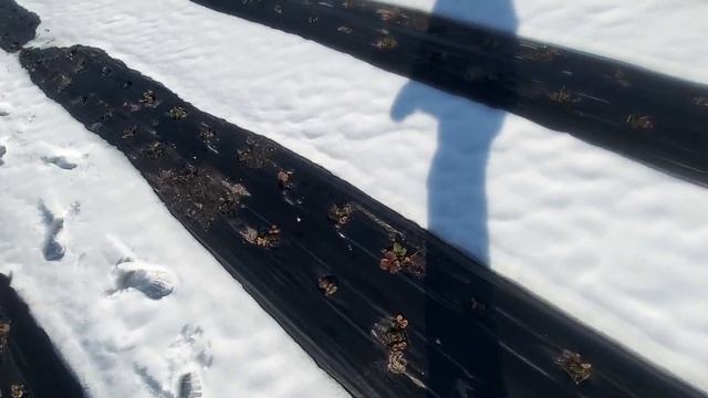 Клубника 23 февраля смотреть онлайн