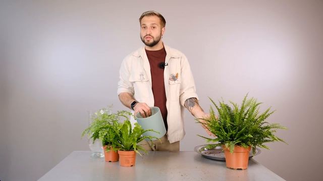 Папоротники | Советы от Ильи Гомыранова