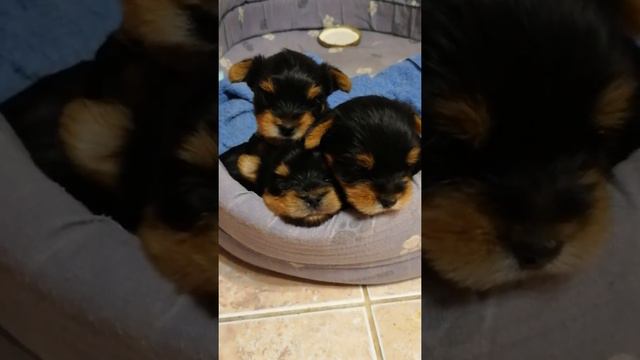 //ПРОДАЮТСЯ МИЛЫЕ ОЧАРОВАТЕЛЬНЫЕ ЙОРКИ💞🐶// смотреть онлайн