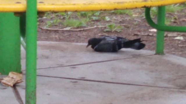 Голубь умирает смотреть онлайн