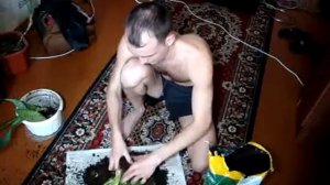 Сансевиерия - выращивание и уход, мой опыт (Щучий хвост, тещин язык.
