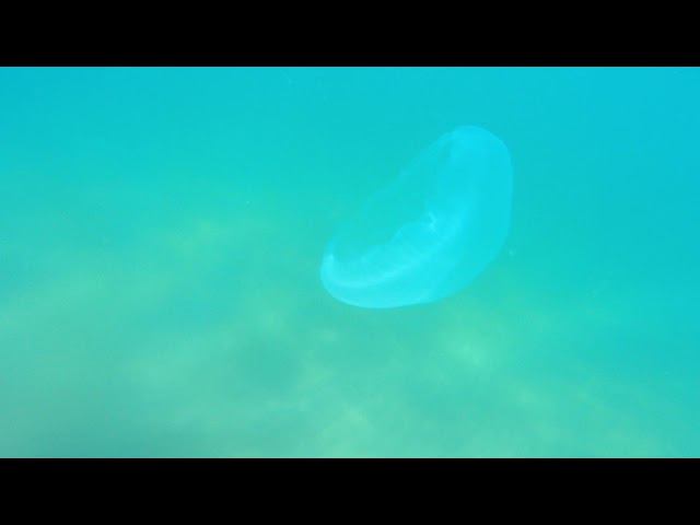 Ушастые аурелии смотреть онлайн