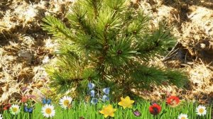 Сосна горная (hnizdo) ? Обзор: посадка и уход. крупномеры сосны : описание и особенности