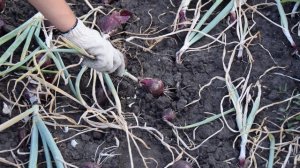 Когда выкапывать и как сушить репчатый лук