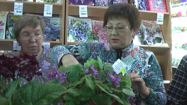 ДФ. Уход за сенполиями зимой