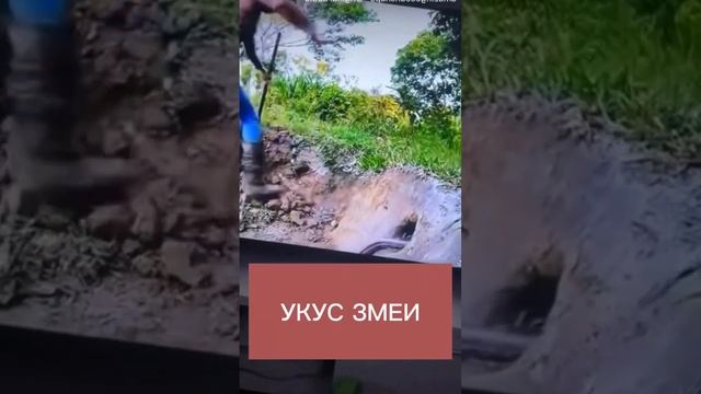 Укусила змея #джавидозвучка #змея #укус #яд