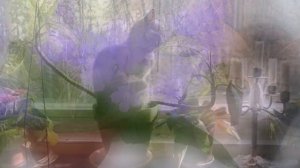 5 ВЕЩЕЙ, КОТОРЫЕ КОШКА ДЕЛАЕТ СПЕЦИАЛЬНО РАДИ ВАС  5 THINGS A CAT DOES ESPECIALLY FOR YOU