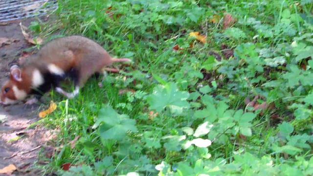 Карбыш. Очередное выдворение. смотреть онлайн