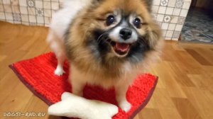 Плюшевое чудо с плюшевой косточкой. Шпиц Джоли