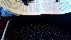 Как Перебрать Чернику Быстро от листьев и мусора. Лайфхак.
