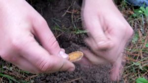 Коп нашли золото.Копаем в лесу.