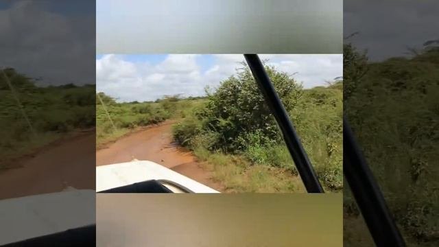 أتمنى لكم فرجة ممتعة   (سفاري نيروبي كينيا)