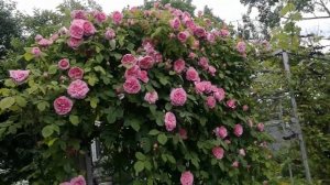 04.06.2020. Розы Gertrude Jekyll , Purple Lodge и Abraham Darby в моём саду.
