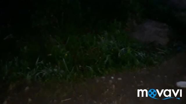 САДОВЫЕ ЦВЕТЫ./ВЕЧЕРНИЙ ОБЗОР ЦВЕТОВ В САДУ! ???